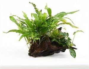 Moerings waterplanten Mix van 3 planten op groot stuk drijfhout aquarium plant