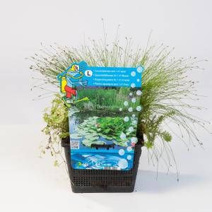 Moerings waterplanten Mix zuurstofplanten in vijvermand (3 stuks)