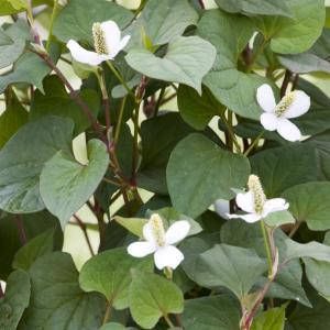 Moerings waterplanten Moerasanemoon (Houttuynia cordata) moerasplant (6-stuks)