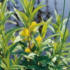 Moerings waterplanten Moeraswederik (Lysimachia thyrsiflora) moerasplant (6-stuks)