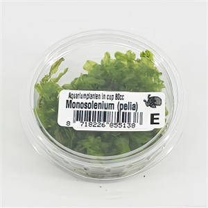 Moerings waterplanten Monosolenium pelia mos 3 stuks aquarium plant
