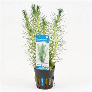 Moerings waterplanten Myriophyllum propinquum 6 stuks aquarium plant