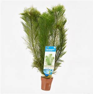 Moerings waterplanten Myriophyllum scabratum ofwel pinnatum 10 stuks aquarium plant