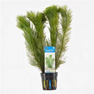 Moerings waterplanten Myriophyllum scabratum ofwel pinnatum 6 stuks aquarium plant