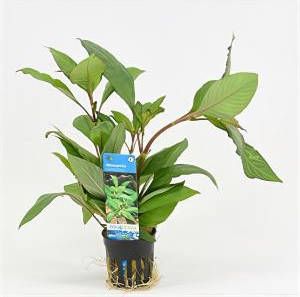 Moerings waterplanten Nomaphila siamensis 6 stuks aquarium plant