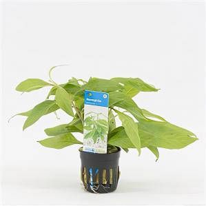 Moerings waterplanten Nomaphila stricta 6 stuks aquarium plant