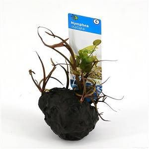 Moerings waterplanten Nymphaea stellata 3 stuks aquarium plant
