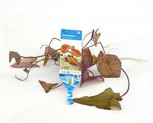 Moerings waterplanten Nymphaea zenkeri lotus rood 3 stuks aquarium plant