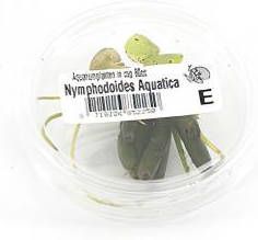 Moerings waterplanten Nymphoides aquatica 3 stuks aquarium plant