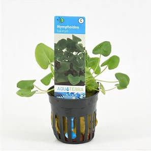 Moerings waterplanten Nymphoides taiwan 6 stuks aquarium plant