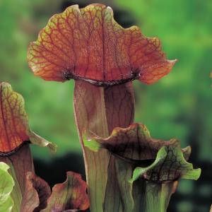 Moerings waterplanten Oranjebruine trompetbekerplant (Sarracenia “Maroon”) moerasplant (6-stuks)