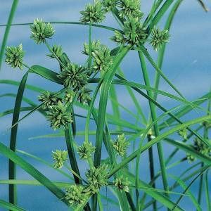 Moerings waterplanten Parapluplant (Cyperus alternifolius) moerasplant (6-stuks)