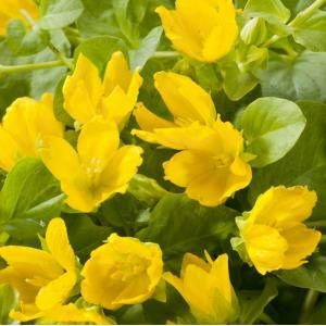 Moerings waterplanten Penningkruid (Lysimachia nummularia) moerasplant (6-stuks)