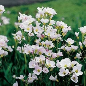 Moerings waterplanten Pinksterbloem (Cardamine pratensis) moerasplant (6-stuks)