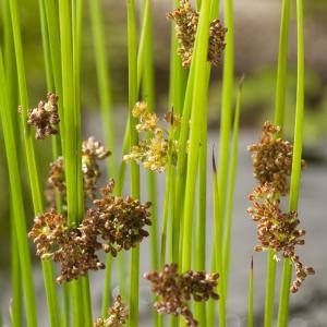 Moerings waterplanten Pitrus (Juncus effusus) moerasplant (6-stuks)