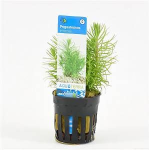 Moerings waterplanten Pogostemon erectus 6 stuks aquarium plant