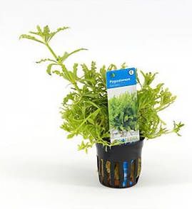 Moerings waterplanten Pogostemon helferi 6 stuks aquarium plant