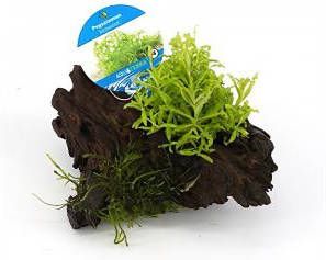 Moerings waterplanten Pogostemon helferi op drijfhout aquarium plant