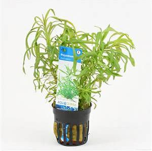 Moerings waterplanten Pogostemon octopus 6 stuks aquarium plant