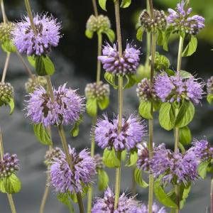 Moerings waterplanten Polei (Mentha pulegium) moerasplant (6-stuks)