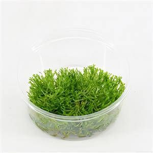 Moerings waterplanten Riccia fluitans mos 3 stuks aquarium plant