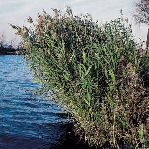 Moerings waterplanten Riet (Phragmites Australis) moerasplant (6-stuks)