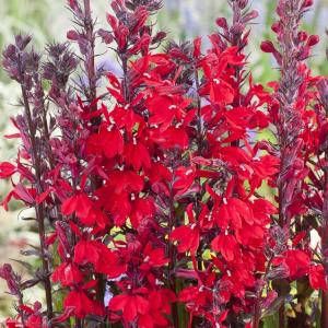 Moerings waterplanten Rode lobelia (Lobelia cardinalis) moerasplant (6-stuks)