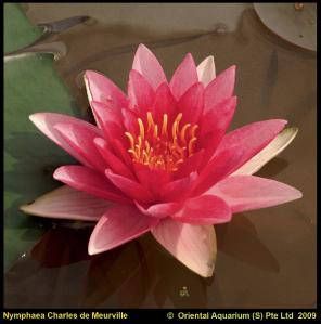 Moerings waterplanten Rode waterlelie (Nymphaea Charles de Meurville) waterlelie (6-stuks)