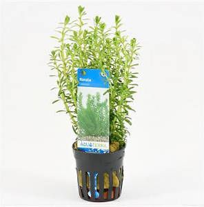 Moerings waterplanten Rotala bossii 6 stuks aquarium plant