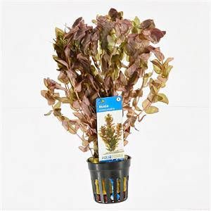 Moerings waterplanten Rotala macrandra 6 stuks aquarium plant