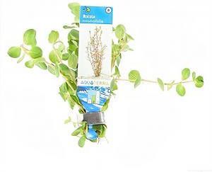 Moerings waterplanten Rotala rotundifolia 10 stuks aquarium plant