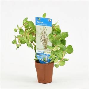 Moerings waterplanten Rotala rotundifolia 10 stuks aquarium plant