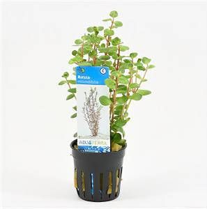 Moerings waterplanten Rotala rotundifolia 6 stuks aquarium plant