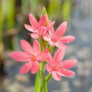 Moerings waterplanten Roze kafferlelie (Schizostylis coccinea “Mrs Hegarty”) moerasplant (6-stuks)