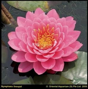 Moerings waterplanten Roze waterlelie (Nymphaea fire opal) waterlelie (6-stuks)