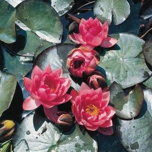 Moerings waterplanten Roze waterlelie (Nymphaea James Brydon) waterlelie (6-Stuks)