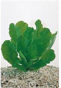 Moerings waterplanten Samolus floribundus 6 stuks aquarium plant