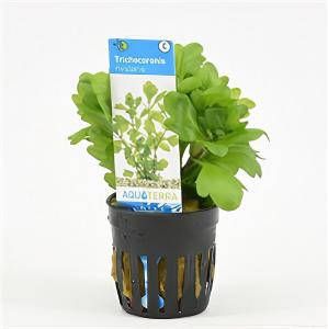 Moerings waterplanten Shinnersia rivularis 6 stuks aquarium plant