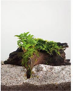 Moerings waterplanten Staurogyne repens op drijfhout aquarium plant