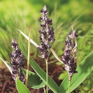 Moerings waterplanten Thalia (Thalia dealbata) moerasplant (10-stuks)