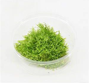 Moerings waterplanten Utricularia graminifolia 3 stuks aquarium plant