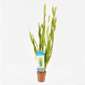 Moerings waterplanten Vallisneria asiatica 10 stuks aquarium plant