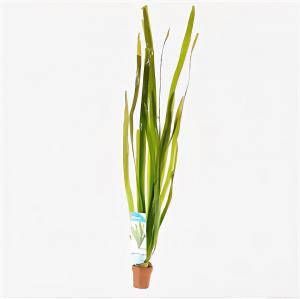 Moerings waterplanten Vallisneria gigantea rubra 10 stuks aquarium plant