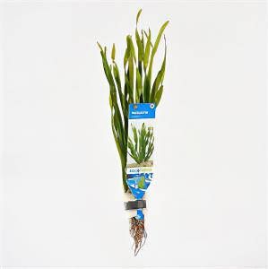 Moerings waterplanten Vallisneria natans 10 stuks aquarium plant