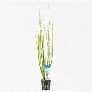 Moerings waterplanten Vallisneria natans 6 stuks aquarium plant