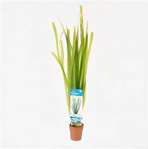 Moerings waterplanten Vallisneria spiralis 10 stuks aquarium plant