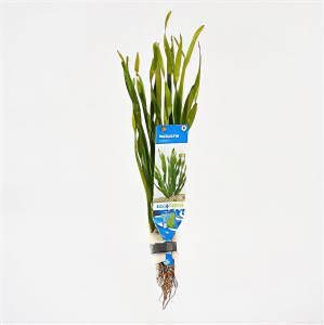 Moerings waterplanten Vallisneria torta 10 stuks aquarium plant