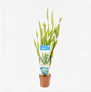 Moerings waterplanten Vallisneria torta 10 stuks aquarium plant