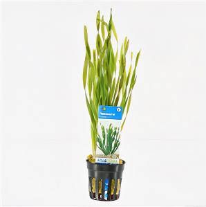 Moerings waterplanten Vallisneria torta 6 stuks aquarium plant