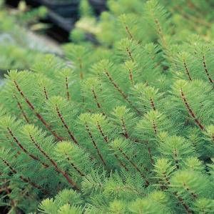 Moerings waterplanten Vederkruid (Myriophyllum red stem ) zuurstofplant (10-stuks)